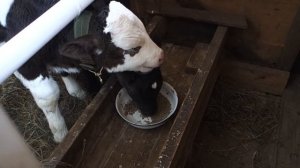 Откорм бычков 2 сезон: 1 месяц