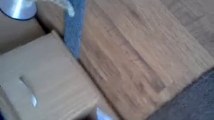 Кот потерял ориентацию в пространстве