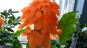 #Комнатное растение Кроссандра - цейлонская красавица. Уход, черенкование.