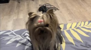 Лестница для собак подьем