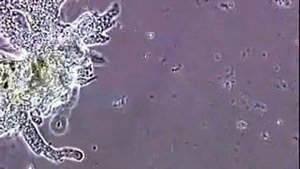 движение амебы