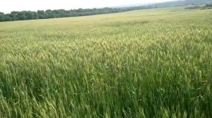 Salford RTS I-3124 предпосевная подготовка по люцерне и посев сеялками "СЗ"