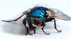 Муха. Интересные факты