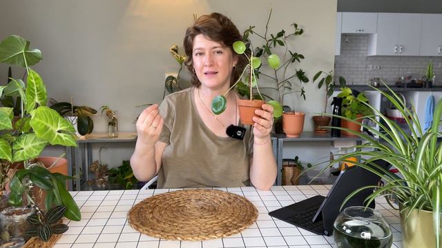Yaprak Açarken Yaprak Dökme | Alocasia, Starliçe, Difenbahya, Orkide Yaprak Dökülmesi