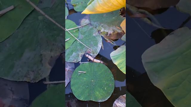 Утро на рыбалке в Усадьбе Фамилия 19.08.2020 смотреть онлайн