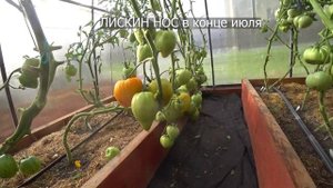 Томат Лискин нос - загляденье / Подробно как вёл себя в этом сезоне / Минская область Беларусь