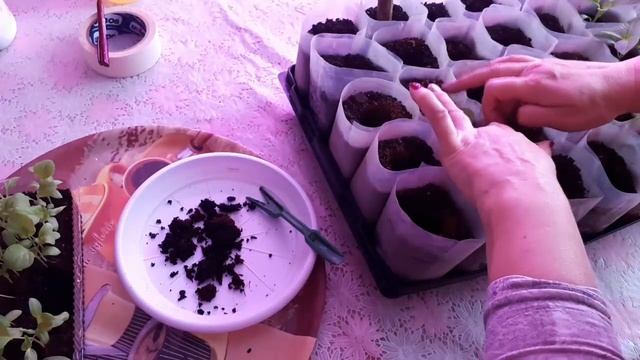 БАКЛАЖАНЫ пикировка рассады. Как Выращивать Баклажаны Рассадой. Рассаде 28 дней. смотреть онлайн