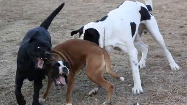 Лабрадор Умка с друзьями Иро и Молли смотреть онлайн