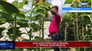 Tignan: Sunflower farm sa Bahong La Trinidad, Benguet