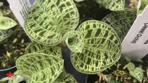 OrchidWeb - Macodes petola (Jewel Orchid)