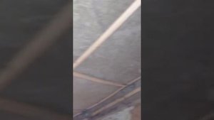 Мыши прекрасно живут в каменной вате. Базальт им дом родной.