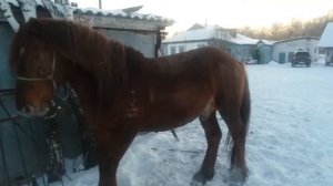 Откорм лошадей