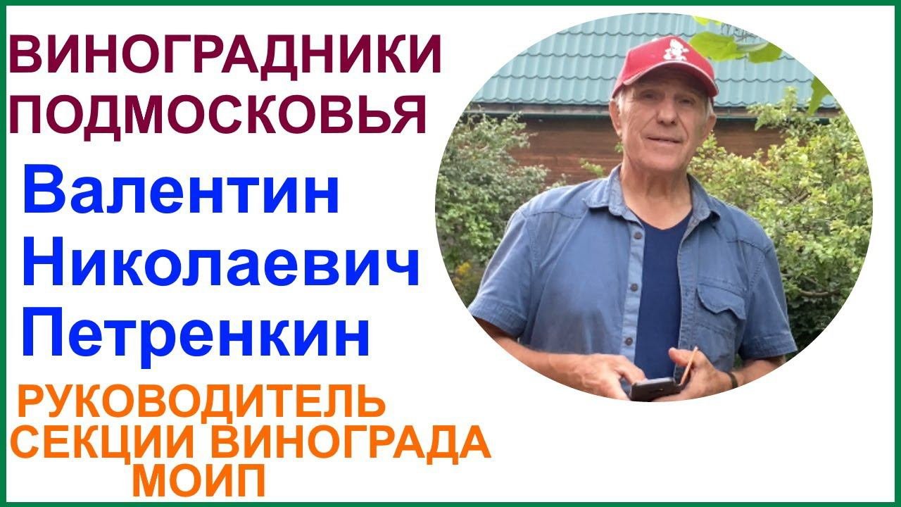 Виноградник руководителя секции виноградарства МОИП Валентина Николаевича Петренкина.