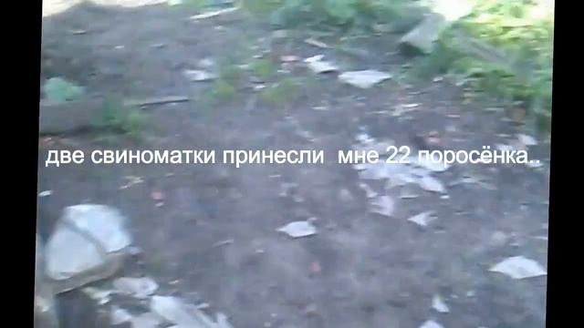 Свиноферма с нуля.Вольное содержание -1.