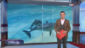 В "Москвариуме" родился краснокнижный дельфиненок / Город новостей на ТВЦ