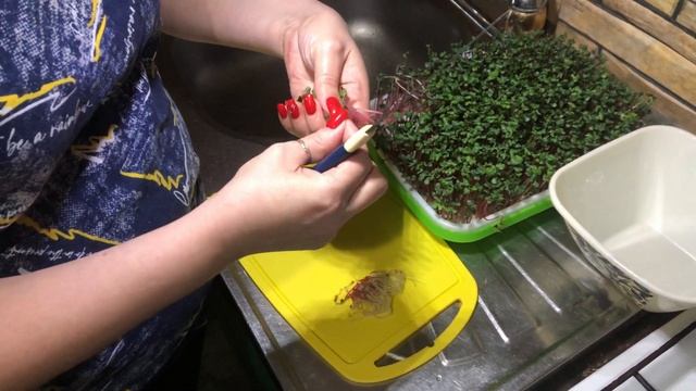 Сбор редиса 6 дней Harvesting radish 6 days смотреть онлайн