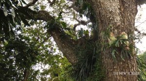 How Air Plants Grow Without Soil | The New Yorker