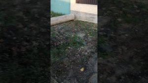 подготовка площадки. как правильно подготовить черновой слой под укладку брусчатки