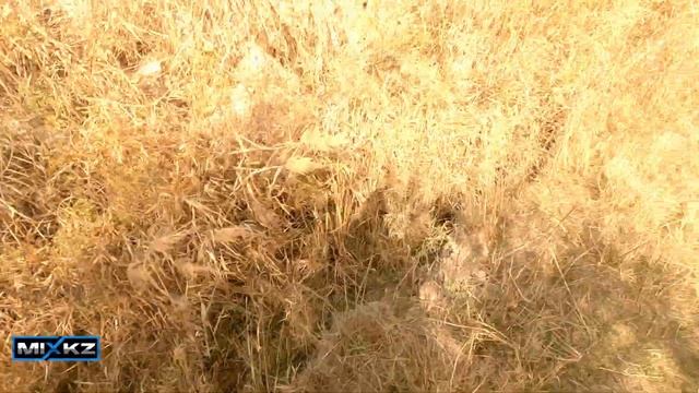 Учим Лайку для Охоты на Фазана 2022, Натаска лайки на фазана, натаска охотничьих собак Жетісу
