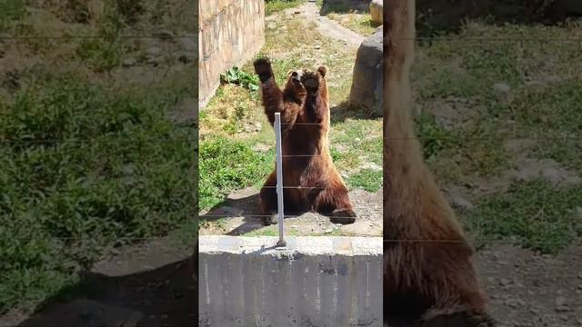 Домбай, Тебердинский заповедник, медведь добряк, салам Ипатову)