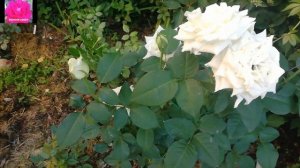 РОЗА Поларштерн. Обзор