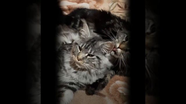 Невероятная история Мейн-куна Сони и ее двойника смотреть онлайн