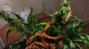 Аквариум для Красных Кристаллов