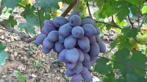 В ГОСТЯХ У ВИНОГРАДАРЯ ЭКСТРА-КЛАССА. Краснодарский край станица Северская