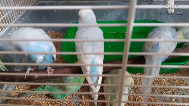 ☕ Попугайки! Lets Go купаться!))) ﻩﻩﻩ смотреть онлайн