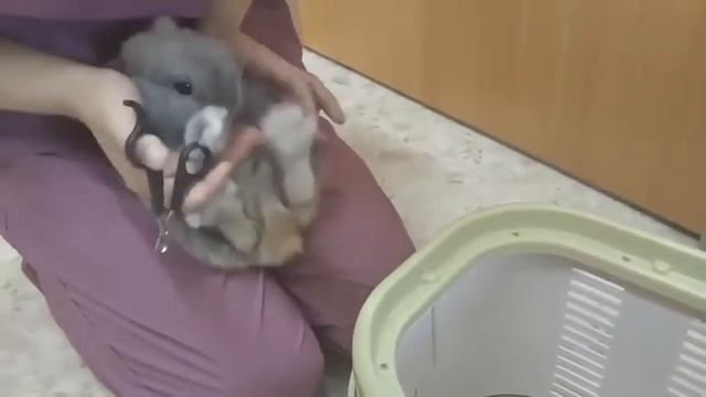Кролику стригут ногти смотреть онлайн