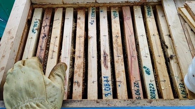 Обработка пчёл от клеща щавелевой кислотой. Подготовка к зимовке. смотреть онлайн