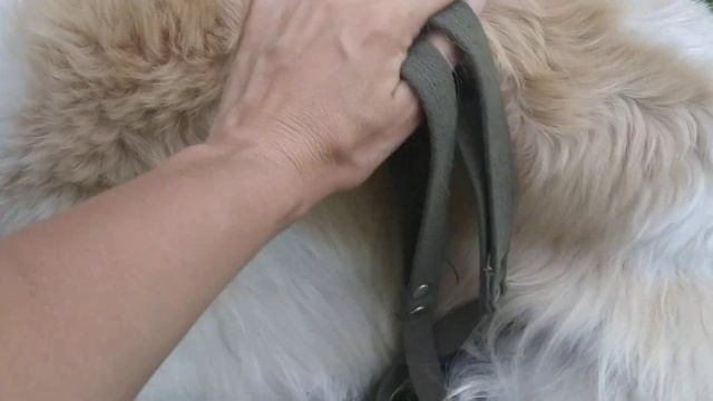 Шерсть русской борзой, или все о псовине.Нужна ли борзой стрижка, вяжу ли носки. Уход, линька, репь