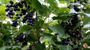 ВСЕГО ДВЕ ЛОЖКИ И ПОЧВА КАК ЧЕРНОЗЕМ.ПОКОРМИ,СМОРОДИНУ   КЛУБНИКУ,МАЛИНУ.ГРЯДКИ ДЛЯ ТОМАТОВ,ОГУРЦОВ