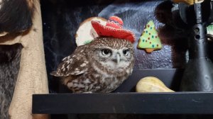 Yoll's stream поздний усталый из совиной квартиры