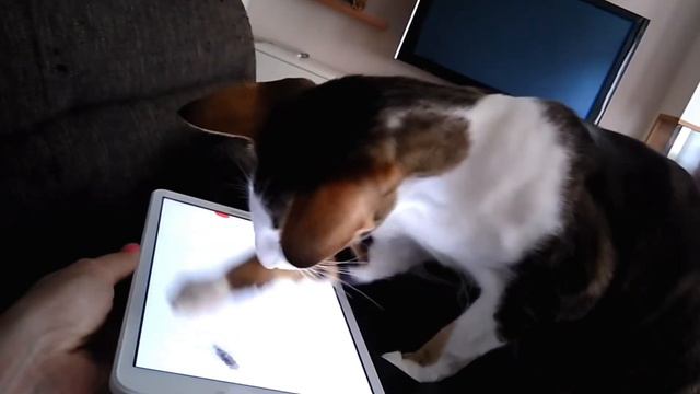 Ориентальный кот ловит муху на планшете🪰😊| Oriental Cat Tries To Catch A Virtual Fly On The Tab