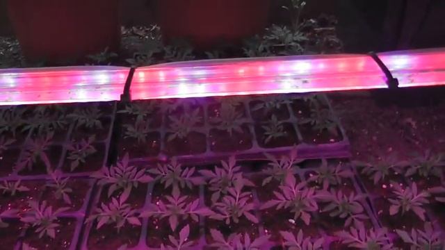 Досветка в зимней теплице. смотреть онлайн