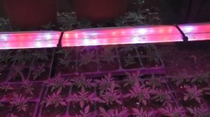 Досветка в зимней теплице.