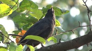 Самка черного дрозда.mp4