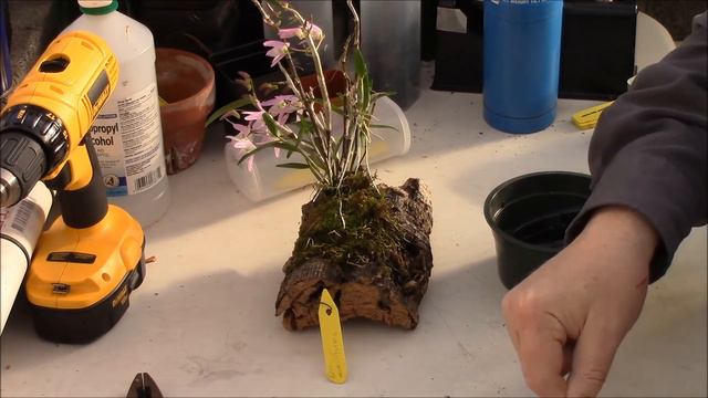 Dendrobium moniliforme смотреть онлайн