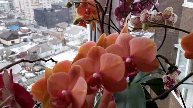 Орхидеи в ОС: Цветения января 2022. Часть 1. Фаленопсисы смотреть онлайн