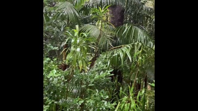 Азорские острова. Остров São Miguel, parque Terra Nostra.