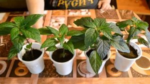 Острый декоративный перец Чёрная жемчужина на 50 день