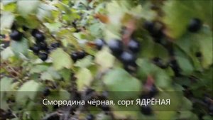Чёрная смородина