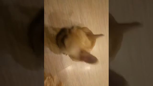 Джо психует