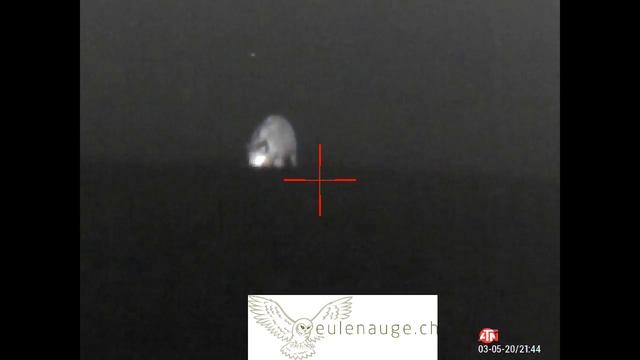 ATN Mars 4 - Thor 4 640 4-40 Frischling am Waldrand смотреть онлайн