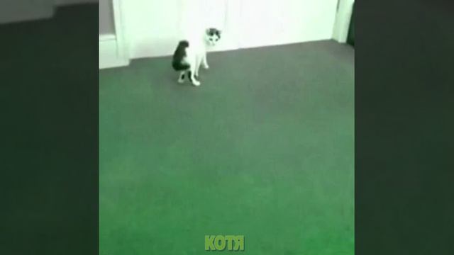 СМЕШНЫЕ КОТЫ
