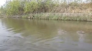 Первая прогулка на надувной байдарке Налим 300 по р. Припять. Пхов -- Нагорные.