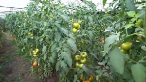 ВИДЕО ОТ  4 ОКТЯБРЯ /ПОТЯРЕННОЕ ВИДЕО /ГИБРИДЫ ТОМАТОВ -МИМИНО, ЭРОН, БЕЛФОРТ -ЧТО ЛУЧШЕ?