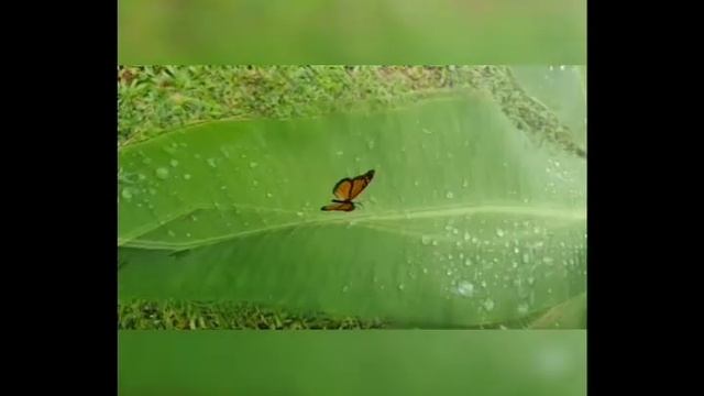 Science facts behind petrichor/ Reason for Rainsmell /மண் வாசனைக்கான காரணம்/What is Petrichor/மழை смотреть онлайн