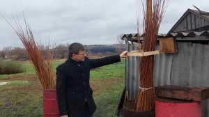 ИВА-ПАРК. Заготовка ивового прута. Часть 3. Сортировка прута по высоте "дедовским" методом.
